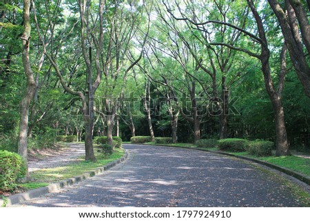 wide path and trees in the park