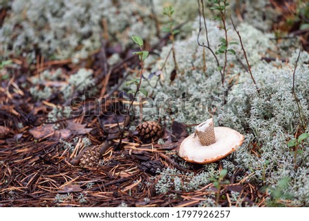 Cut mushroom boletus with worm hat on the ground in pine forest on an autumn day