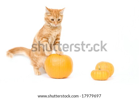 A kitten poses around three small pumpkins on a white background