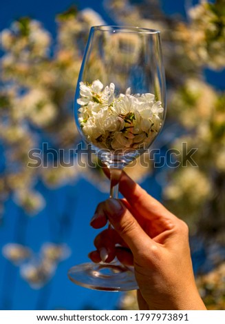 Close up soft blurred background of woman hand holding a glass full of cherry blossom flower or Sakura at spring park on a sunny day background. Romantic traveling. High resulotion image.