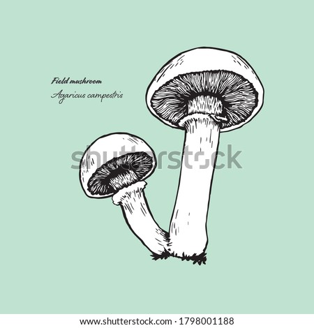 Vectorized line art illustration of the edible mushroom horn-of-plenty. Royalty-Free Stock Photo #1798001188