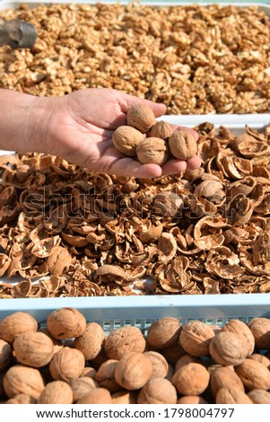 Grandpa on the street cleans the nuts. On the table are trays of peeled nuts, with shells, and whole nuts. Lesson on self-isolation cleaning nuts.