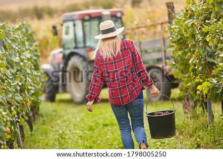 Young woman as a harvest assistant with a bucket of grapes harvesting grapes Royalty-Free Stock Photo #1798005250