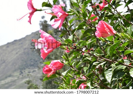 Brightly colored Peruvian flowers - Sacred Valley - Wayra Urubamba
is a large space with brightly colored flowers overlooking the mountains and stunning gardens of the Sacred Valley.
