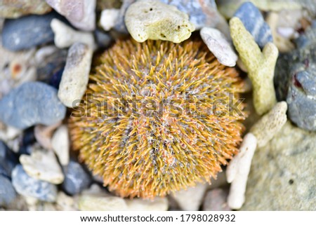 White Sea Urchin Tripneustes ventricosus in a coral reef in a Koh Khai, Chumphon, Thailand.