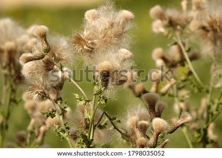   Thistles with seeds in the garden                             
