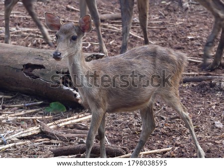 Celebes Rusa Deer are distinguished by their large ears, the light tufts of hair above the eyebrows, and antlers that appear large relative to the body size.the species is very sociable. Royalty-Free Stock Photo #1798038595