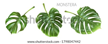 Vector realistic illustration set of tropical monstera leaves isolated on white background. Exotic botanical design element for cosmetics, spa, fashion. Can be used as hawaiian textile design element Royalty-Free Stock Photo #1798047442