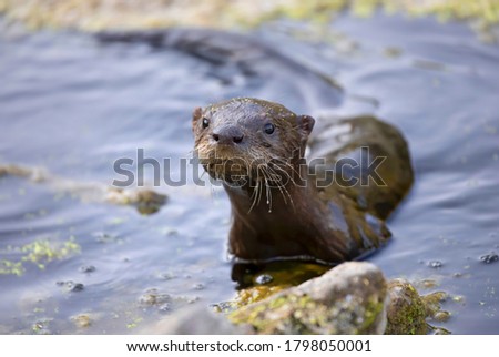 Young river otter comes out of the water to investigate me in a local pond near Ottawa, Canada 