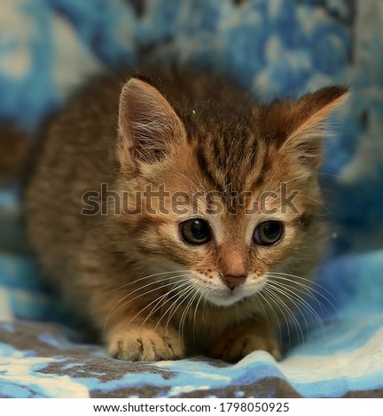 cute striped kitten on a blue background