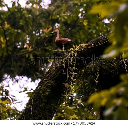 Beautiful bird sitting on a tree branch in a rainforest at Pokhara, Nepal.