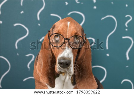 Cute confused little dog with question marks Royalty-Free Stock Photo #1798059622