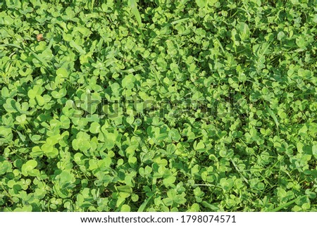 Clover on the forest floor provides a background for St. Patrick s Day images.