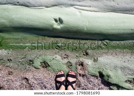 Dirty foam on the water near the shore. Green water, gray and dirty foam indicate the consequences of an environmental disaster. Water pollution by toxins and industrial emissions