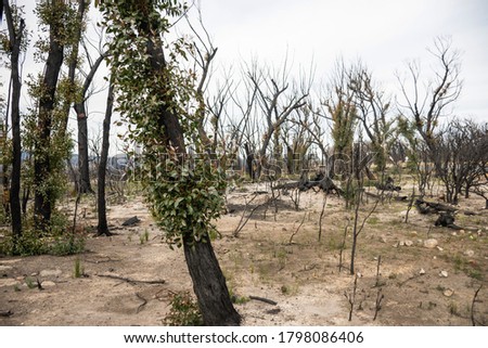 Australian bushfires aftermath: eucalyptus trees recovering after severe fire damage in Currowan fire. Eucalyptus can re-sprout from buds under their bark or from a lignotuber at the base of the tree Royalty-Free Stock Photo #1798086406