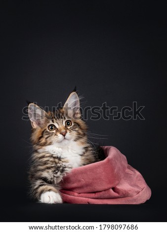 Very sweet tortie Maine Coon cat kitten with white socks, laying in pink velvet bag. Looking above camera. Isolated on black background.