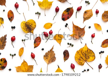 Autumn colored leaves and berries (rose hips, rosa canina) on white background. View from above. Flat lay. Full frame.