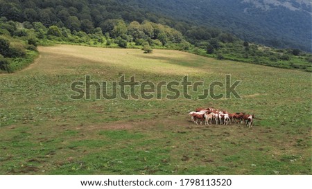 Horses grazing on a mountain full of fresh grass
