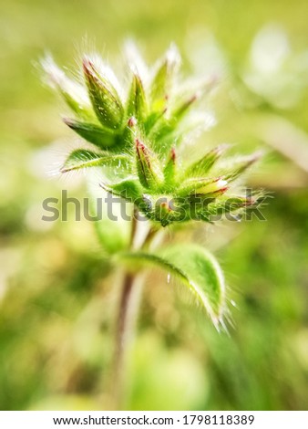 Tiny green flower in the garden
