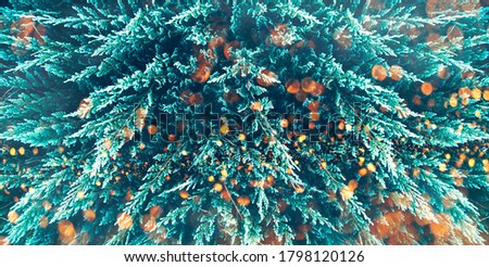 Winter holiday, xmas and new year trendy design background with bokeh light. Moody green conifer tree texture from above. Green botanical minimal creative art pattern. Forest pine tree festive banner.