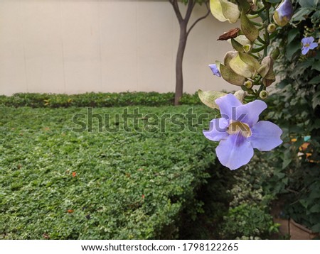 blue flowers with grass background great green apartment picture