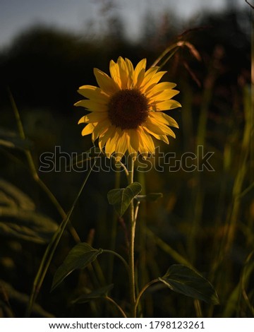 A beauty picture of the sunflower
