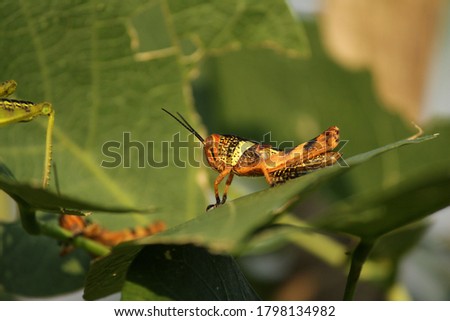 the Meadow grasshopper, little grasshopper