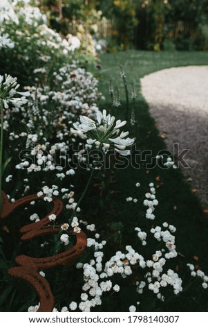 White flowers on the edge of driveway in landscaped garden. High quality photo