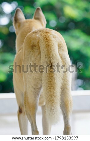Close up dog tail, dog fur texture