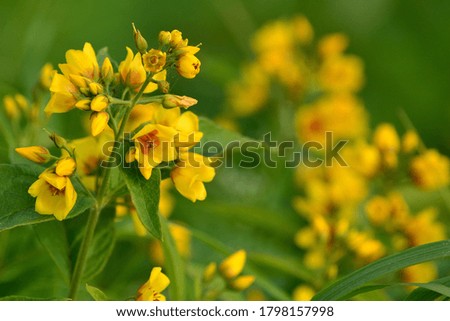 Bright summer background with small wild yellow flowers close-up.