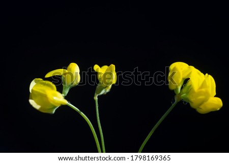 closeup of a yellow flower, petals on a black background. Fresh flowers, violets, tulip