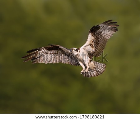 Osprey in Flight on Green Background