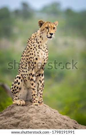 Vertical close up on an adult female cheetah sitting on a termite mound looking alert with green bush in the background in Kruger Park South Africa