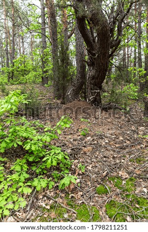 Large anthill in the wild forest. Nature untouched by man. The ants have built a house under a large tree. Summer photo in the Belarusian forest. Calm and fresh pine air.