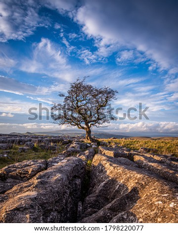 The last of the autumnal evening light at the lone tree near Winskill Stones Royalty-Free Stock Photo #1798220077