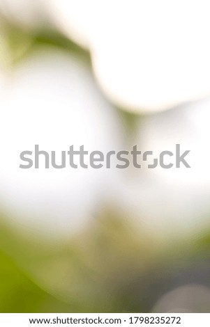 Green blurred leaves background with bokeh
