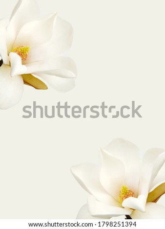 Blooming white magnolia flower isolated on white background.
