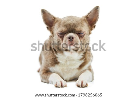 Adult Chihuahua dog, isolated. Little cute doggy on white background. Dog shelter puppy. Small short haired chihuahua dog breed, studio shoot.