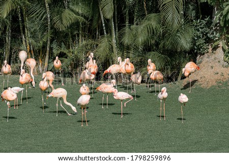 Wildlife green meadow and a group of flamengo birds outdoors