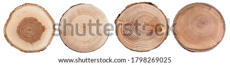 Wood slice cross section with tree rings   isolated on whitte background. Set of tree ring slice, stump circular. Royalty-Free Stock Photo #1798269025