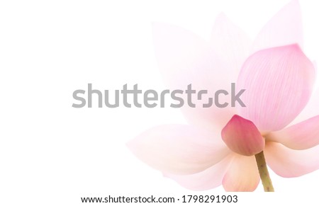Closeup on lotus petal, Selective focus Lotus flower on white background. Shallow Dof.