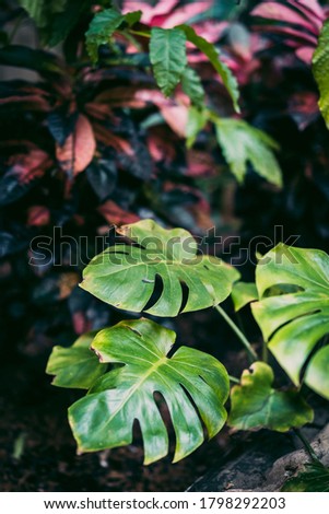 Jungle dark background with big monstera leaves and pink foliage. Exotic plants in rainforest photography.