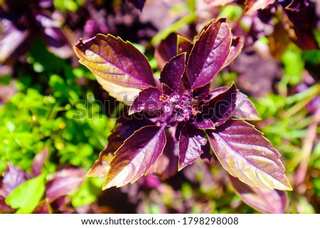 Fresh red basil herb leaves. Purple Dark Opal Basil         
