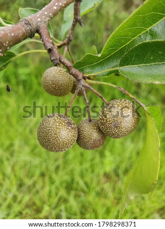 wild fruits image in the forest