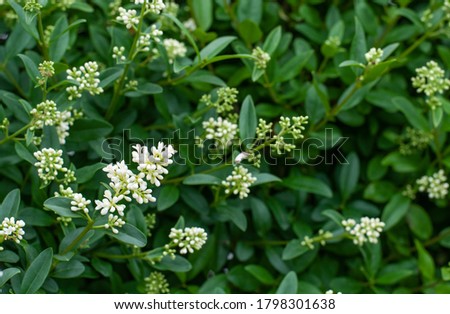 close-up of an inflorescence in a privet hedge with white buds and flowers Royalty-Free Stock Photo #1798301638
