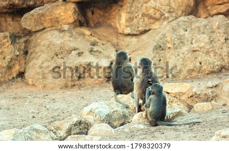 Hamadryas Baboons sitting in a row