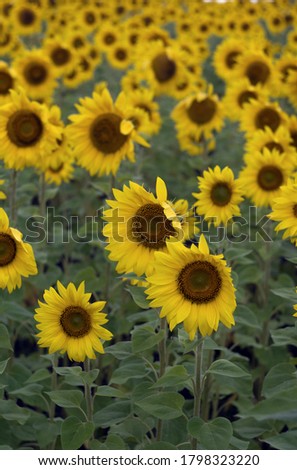bright yellow sunflowers on the field. vertical photo. natural background.