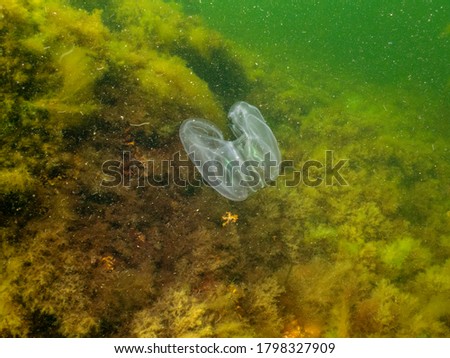 Mnemiopsis leidyi, the warty comb jelly or sea walnut with yellow and green seaweed in the background. This is an invasive species. Picture from Oresund, Malmo Sweden. Cold green water 