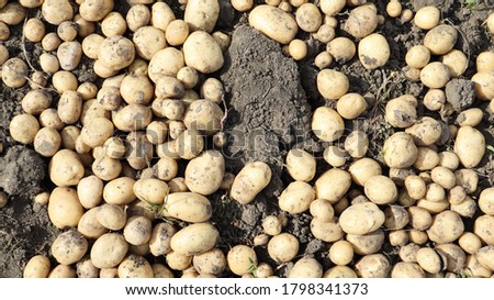 Freshly dug Riviera potatoes lie a lot on the ground in the garden. Obtained by crossing Minerva and Alkmaria. It is intended for sale on the market of early potatoes and for sale in washed form