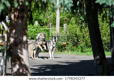 Huskies and Sled Dogs in Denali National Park